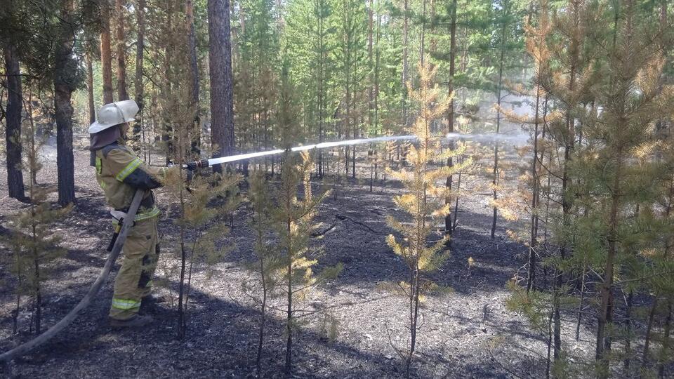 Новый природный пожар вспыхнул в Алтайском крае