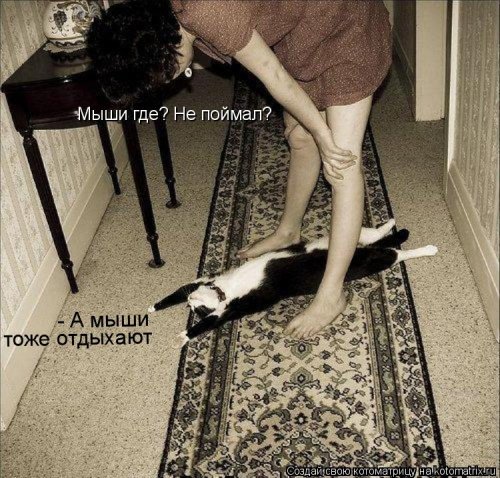 Новая котоматрица 