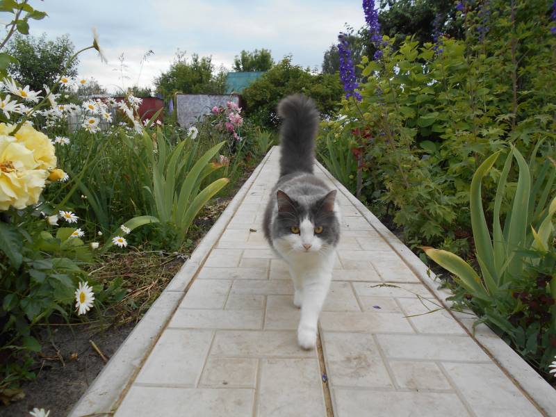 Кошки в Средние века Кошки в Средние века история