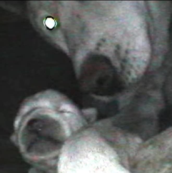 Под крышей жила собака, которая никого к себе не подпускала. Она что-то прятала, и люди решили выяснить, что истории из жизни