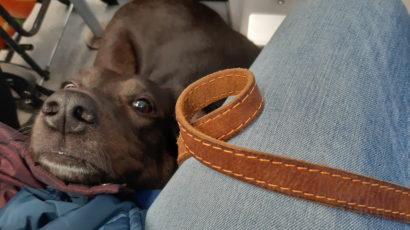 собака с поводком