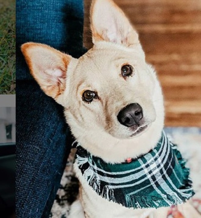 Собака с хусточкой