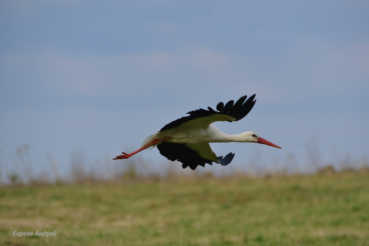 Калужские засеки. Птичий рай.