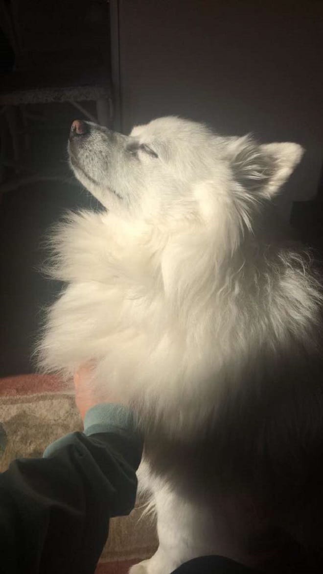 «А она все также ждет…»: грустная кошка появляется на пороге чужого дома, заглядывая внутрь «А она все также ждет…»: грустная кошка появляется на пороге чужого дома, заглядывая внутрь истории из жизни