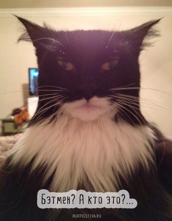 кот бэтмен
