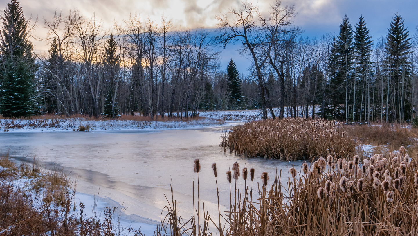 Замерзают ли болота