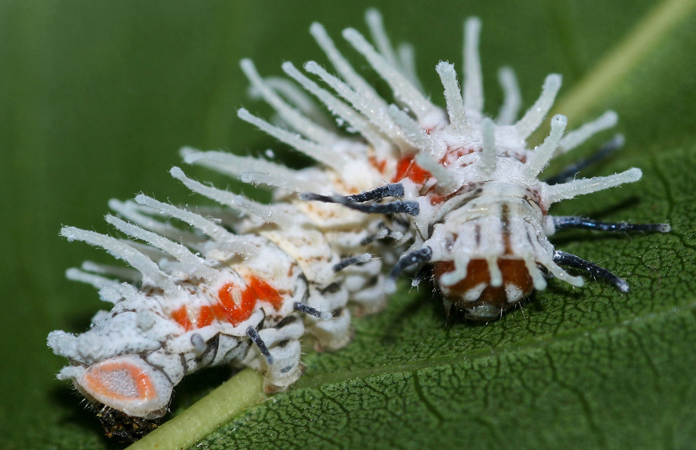 Павлиноглазка атлас Attacus Atlas