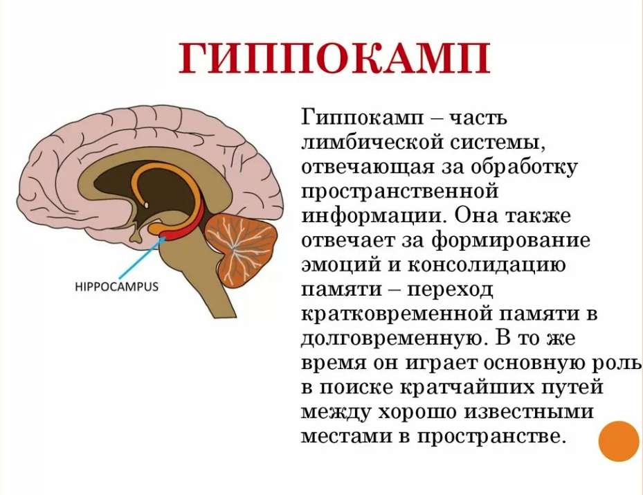 На память какая часть. Таламус и гиппокамп. Гиппокамп головного мозга функции. Гиппокамп аммонов Рог. Гиппокамп и таламус лимбическая система.