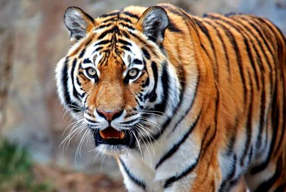 Это Россия: тигр загнал охотников на дерево (ВИДЕО) | Русская весна