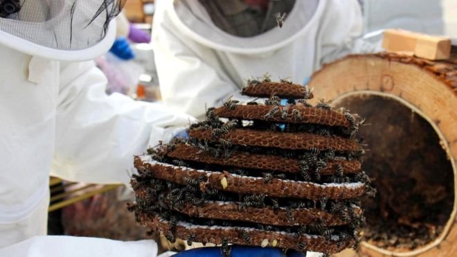 Жареные осы — деликатес японской кухни 