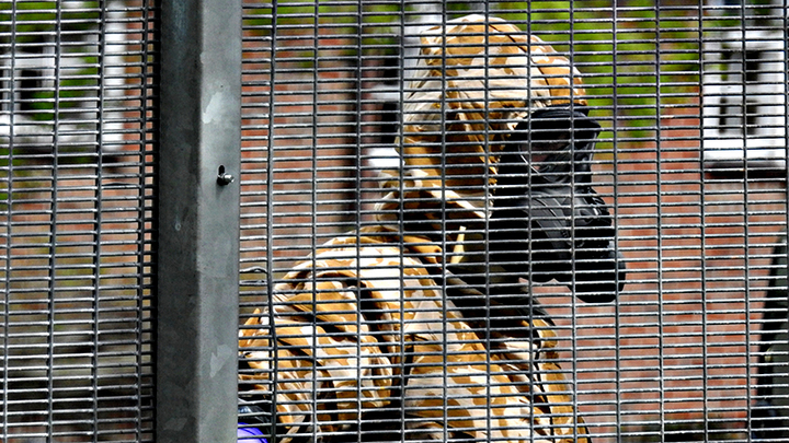 КАНДИДАТ СО ВКУСОМ КЛУБНИКИ И "НОВИЧКА": ЧЕМ РИСКУЮТ КОММУНИСТЫ НА ВЫБОРАХ