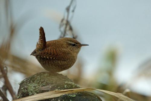 Учёт водоплавающих. День первый.