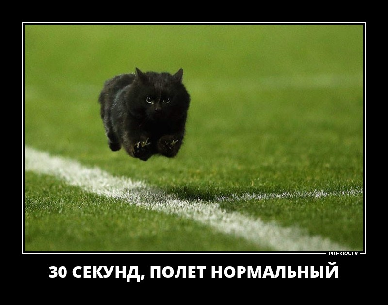 Смешные позитивные демотиваторы обо всем на свете для хорошего настроения