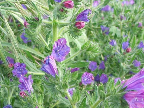 Синяк кривоцветковый. Фото с сайта maltawildplants.com