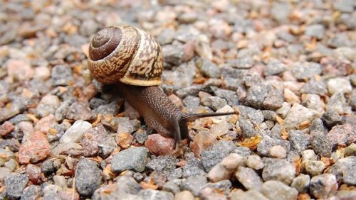 Странные способы спать у животных животные,интересные факты,сон