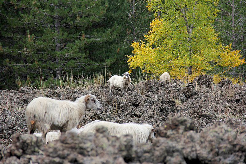 Овцы на склоне Этны. Фото: Алиса Веселкова / Chrdk.