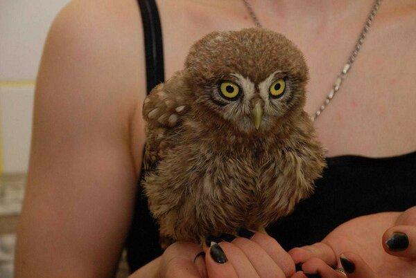 Я решила завести Сову-сплюшку