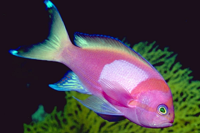 Самые красивые аквариумные рыбки Самые красивые аквариумные рыбки аквариумные рыбки