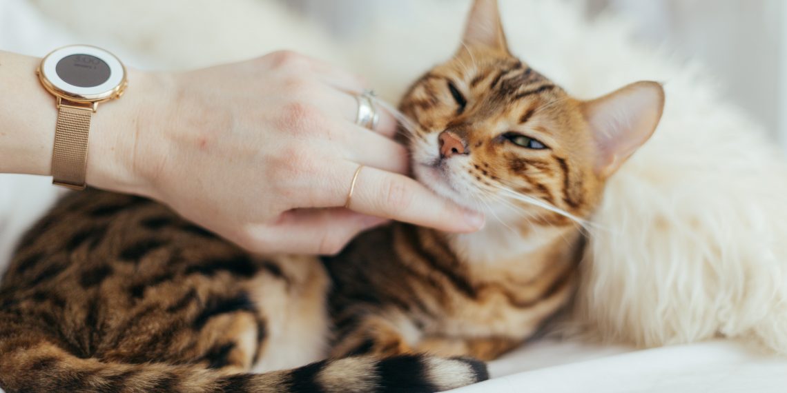 Как правильно гладить кошку: подробная инструкция от пользователей Сети домашние животные,наши любимцы