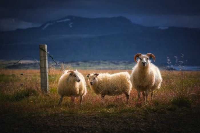 Овцы гуляют сами по себе, поедая зеленую сочную траву.