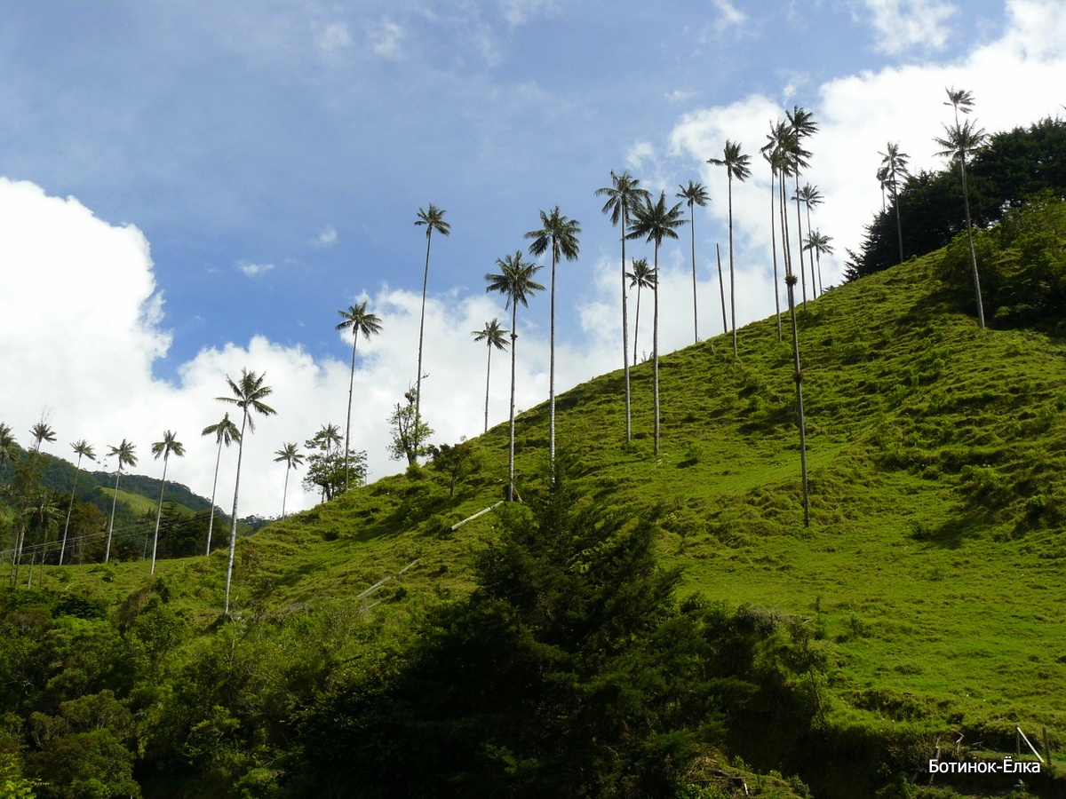 Самая высокая пальма в мире Самая высокая пальма в мире