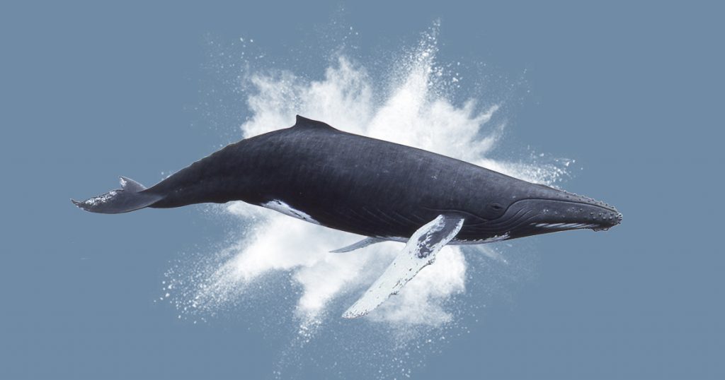 Оказывается, трупы китов могут взрываться. Вот 3 факта об этом животные,природа,факты