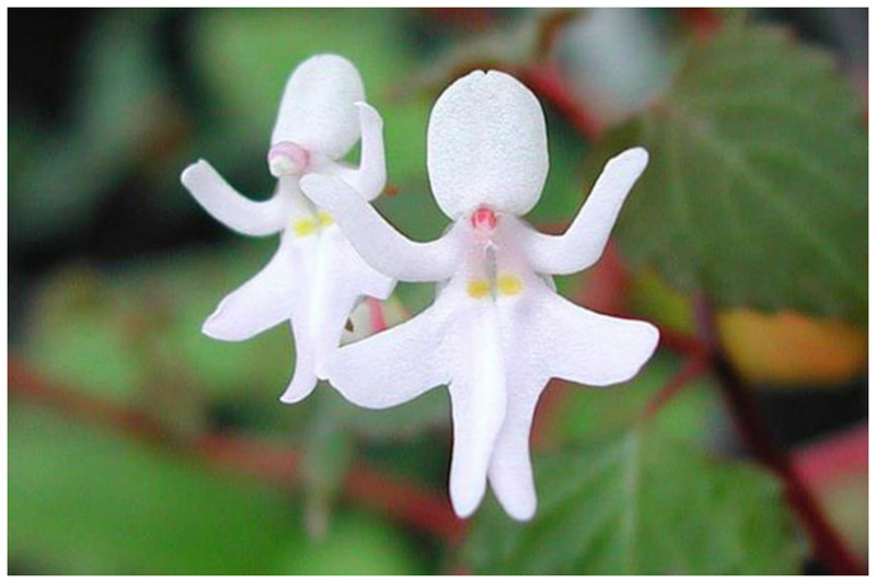  Ser Outra Coisa Orquídea Menina Dançarina (Impatiens bequaertii) интересное, красота, орхидеи, флора, цветы