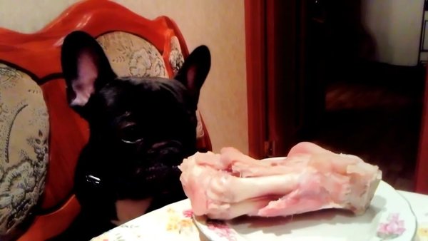 Гиперактивный щенок не всё так грустно