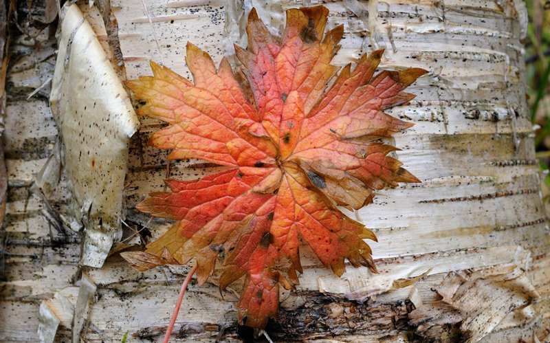 Ковры моей Родины Ковры моей Родины природа, россия, фоторепортаж