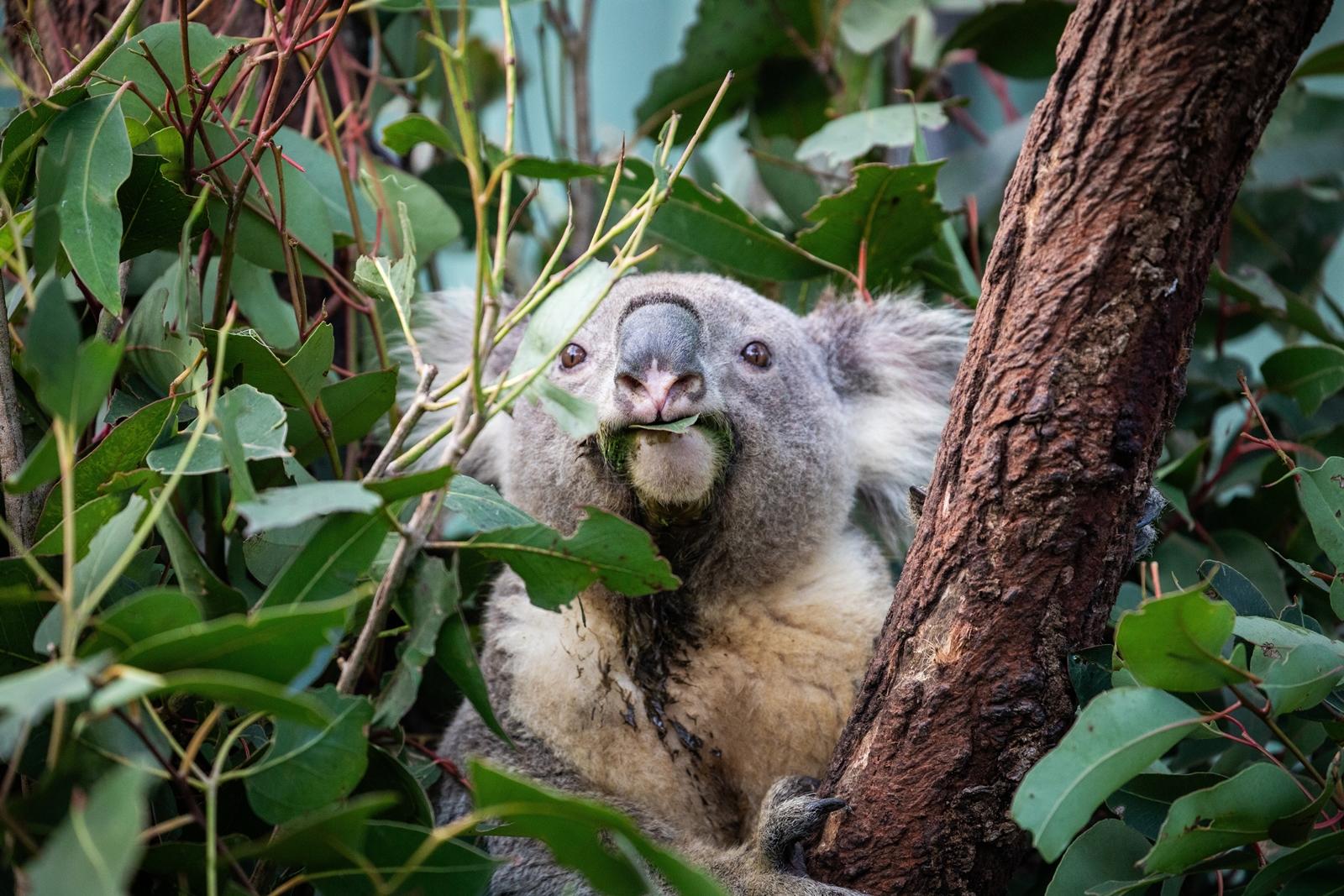 25 самых милых фотографий животных в дикой природе ShutterstockFotodomruфото, ктото, Bachkova, посмотрите, Piotr, марта, только, дикой, NataliaShutterstockFotodomruфото, KrzeslakShutterstockFotodomruфото, важной, удивленно, выглядывает, Только, укрытия, сладко, рядом, неловко, кувыркается, траве