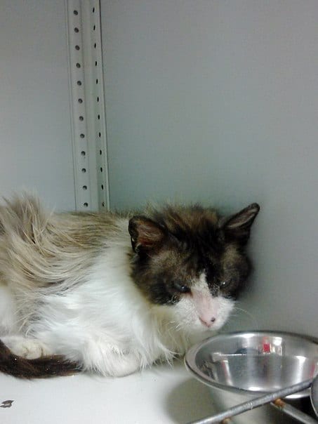 кошка в доме