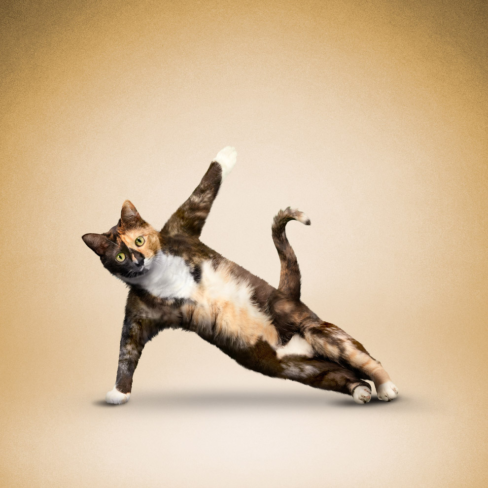 Yoga animals