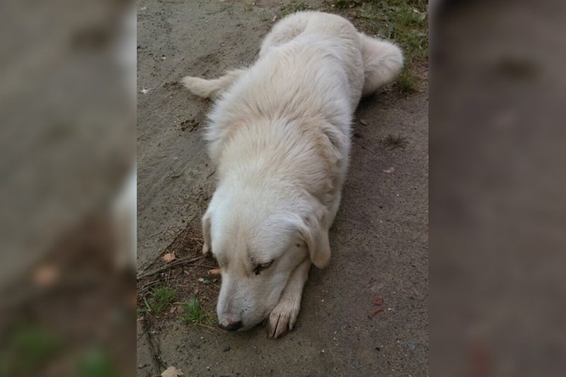 В Москве мужчина избил собаку ребенка