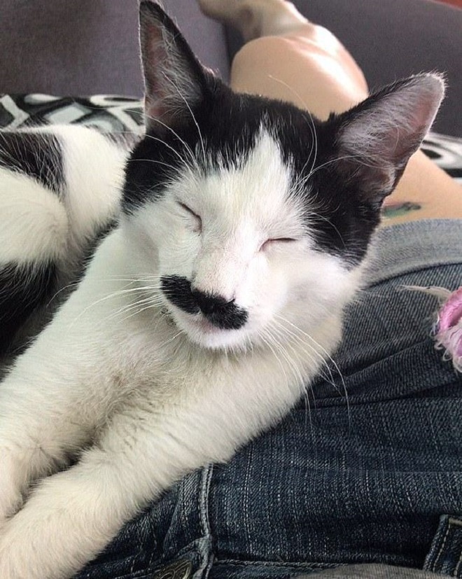 Довольный кот