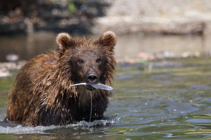 Медведь с пойманной рыбой на Курильском озере на Камчатке