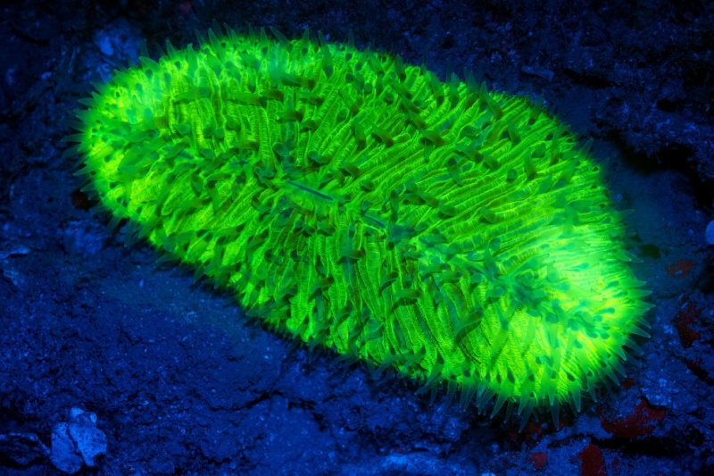 «Аватар» подводного мира: необычные светящиеся существа морей