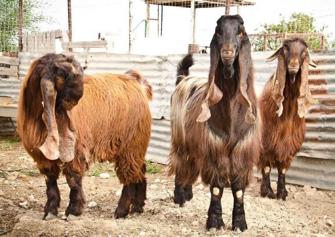 6 самых популярных восточных пород коз и особенности их содержания дача,домашние животные,сад и огород