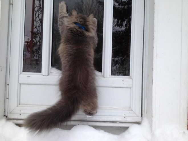 пушистый кот висит на входной двери