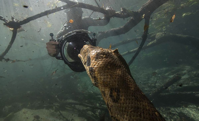 Дайвер изучал реку в Бразилии и заметил на дне большое бревно. Он присмотрелся и понял, что видит змею длиной с автобус Дайвер изучал реку в Бразилии и заметил на дне большое бревно. Он присмотрелся и понял, что видит змею длиной с автобус Культура
