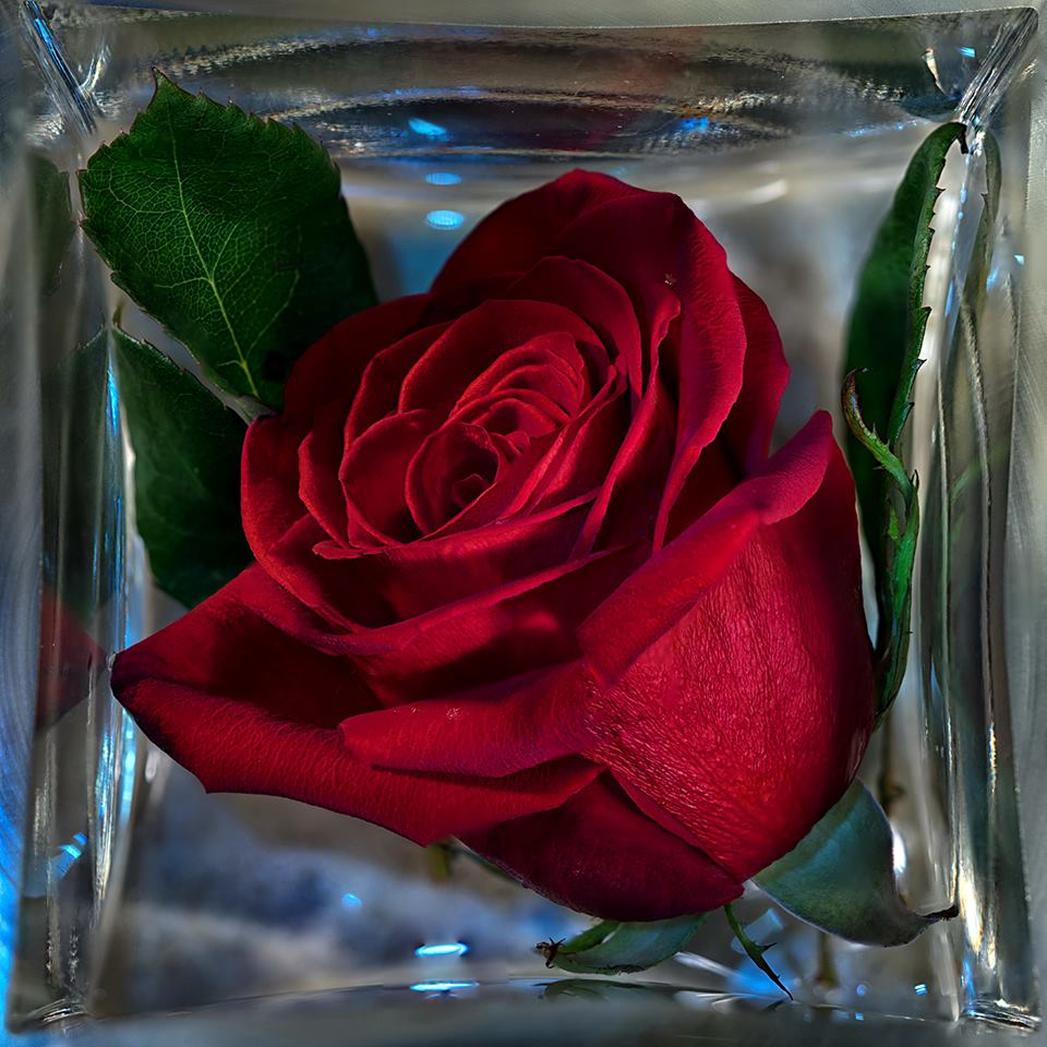 роза лина фото