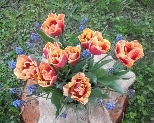 Фестивалим фестиваль )... тюльпанов, сейчас, сорта, значит, фестиваль, рябчик, должен, одних, много, очень, королевский, вариантов, сортов, острове, ассорти, Елагином, Фестиваль, только, дворца, проезд