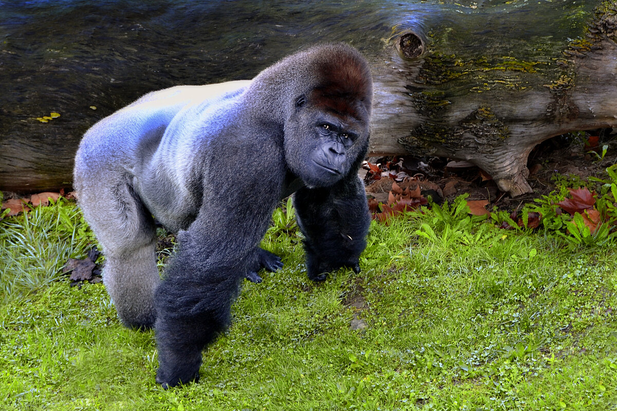 10 фактов об умственных способностях горилл, которые могут удивить