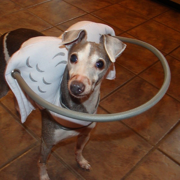 "Ангельская" защита для слепых собак защита, слепота, собаки