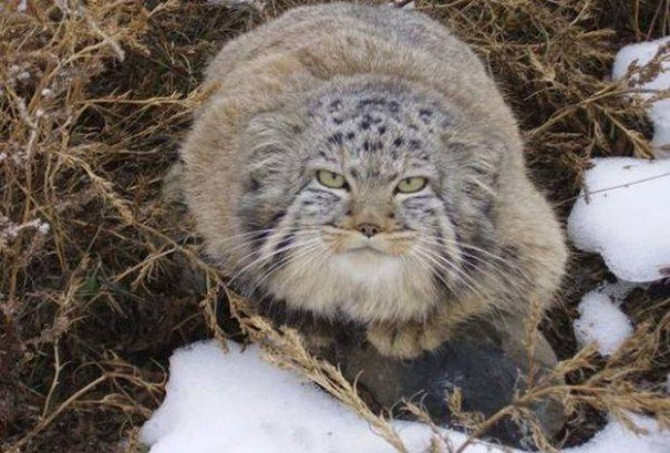 Котята, спасенные российским фермером, оказались не совсем обычными Котята, спасенные российским фермером, оказались не совсем обычными