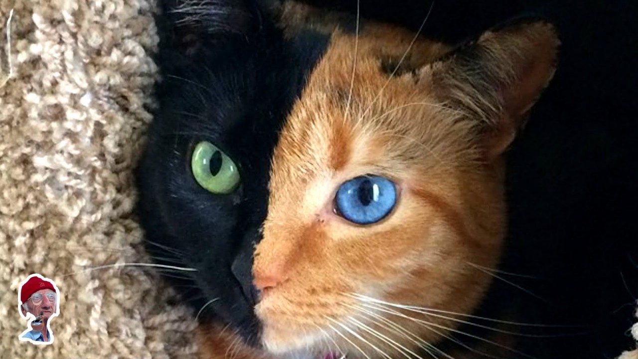 30 животных, которых природа разрисовала с юморком! 30 животных, которых природа разрисовала с юморком!