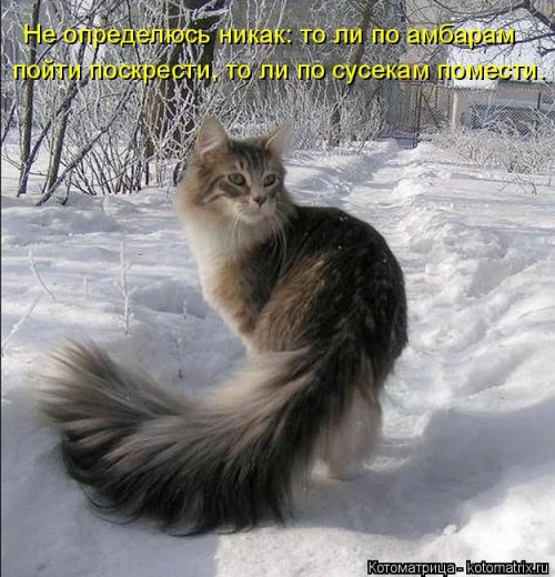 Новая котоматрица на выходные Новая котоматрица на выходные