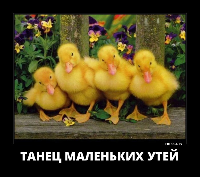 Смешные позитивные демотиваторы обо всем на свете для хорошего настроения