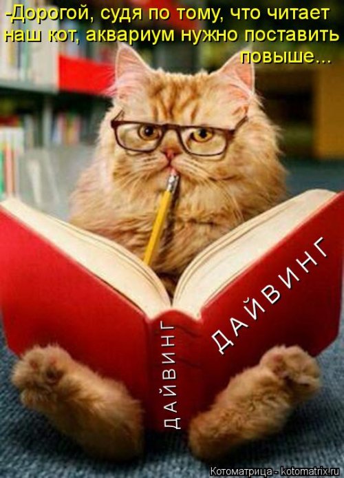 Новая котоматрица на выходные Новая котоматрица на выходные