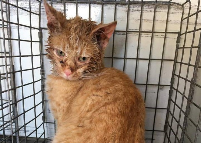 Грязный кот