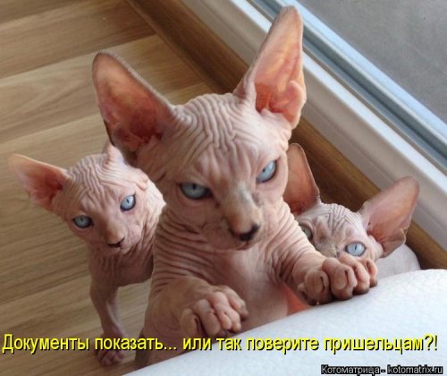 Новая котоматрица 